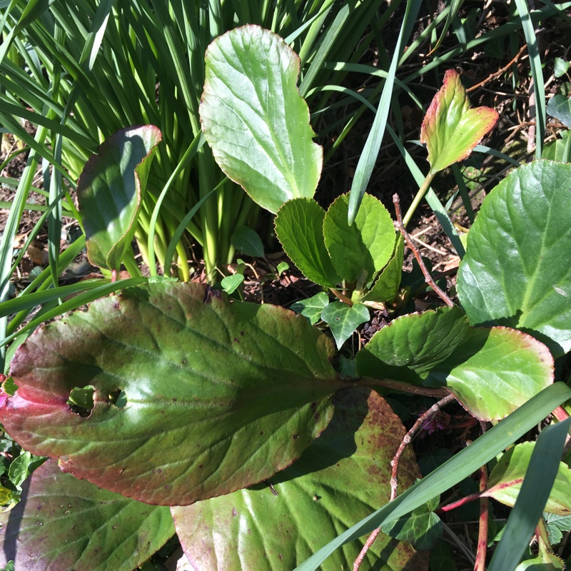 Bergenia 'Morgenrote' syn. Bergenia 'Morning Red'