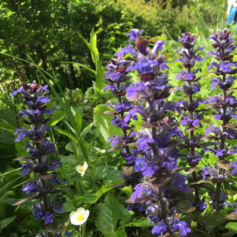 Plant image Ajuga pyramidalis 'Metallica Crispa'