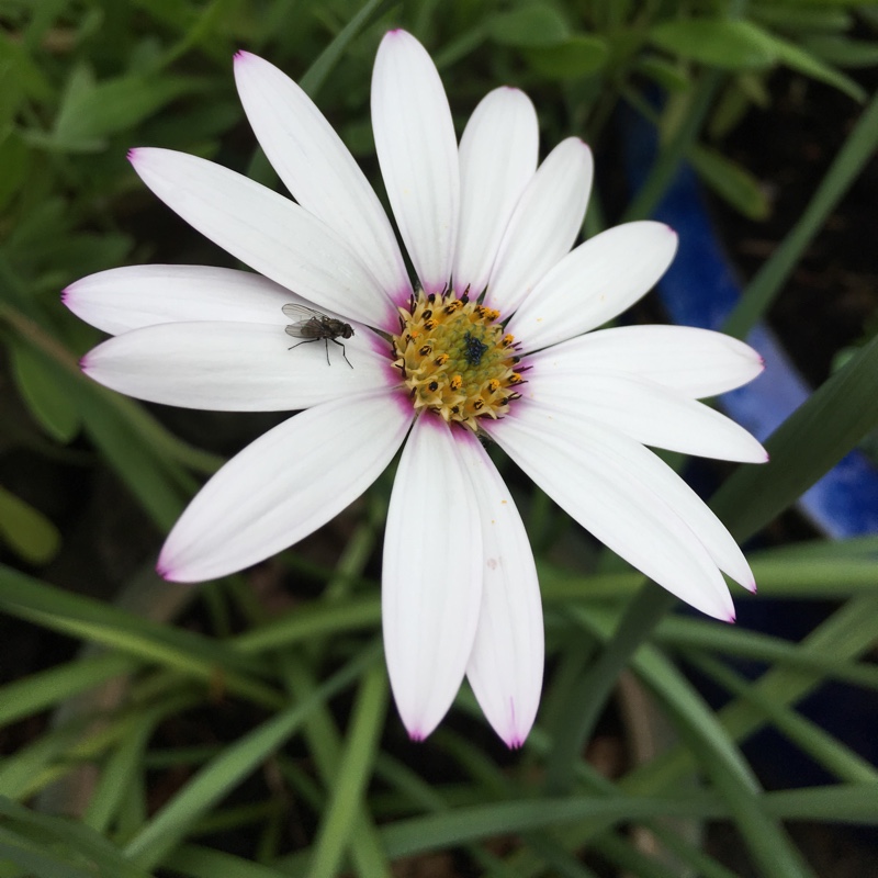 plant image 85749 plant image 85749