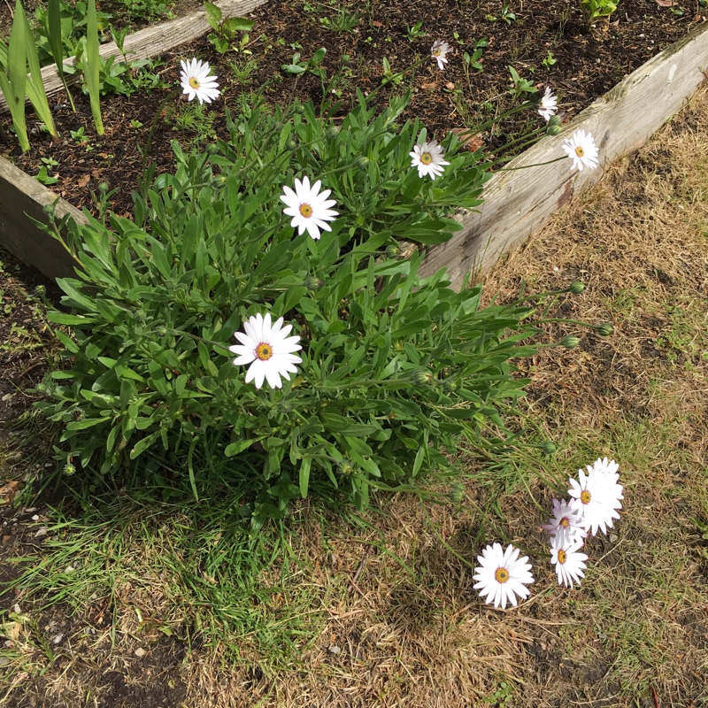 plant image 85750 plant image 85750