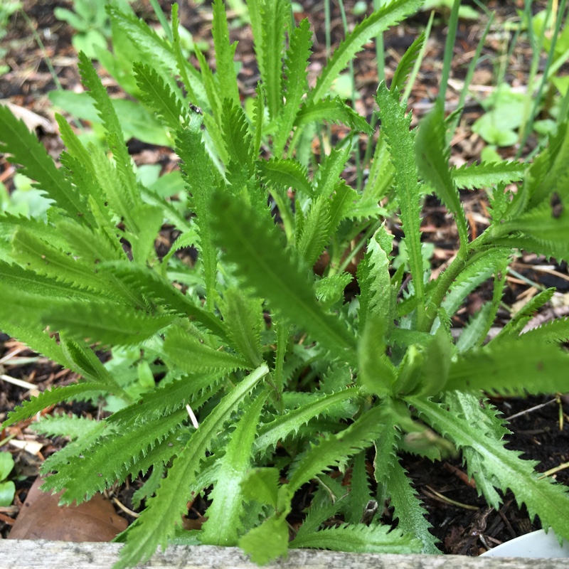 Plant image Achillea Ageratum