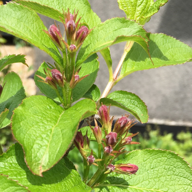 plant image 85766