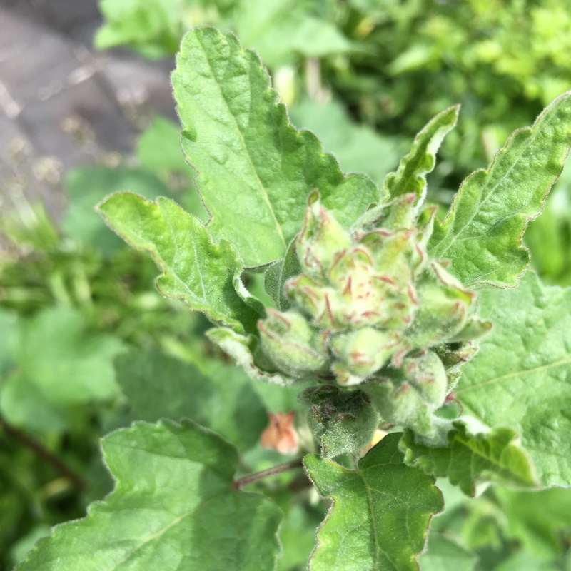 plant image 85780 plant image 85780