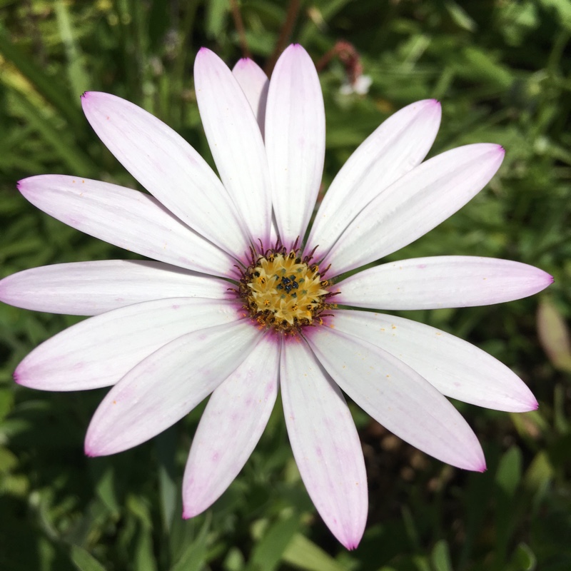 Plant image Osteospermum Ecklonis 'Akila White Purple Eye'