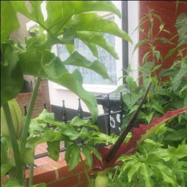 Michelle's garden