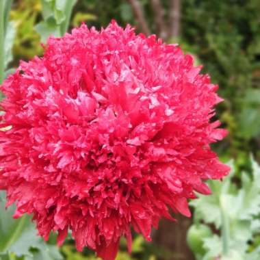 Pat's garden