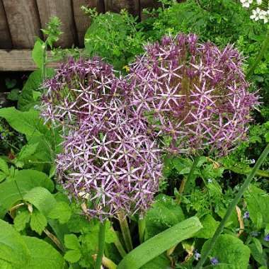 Pat's garden