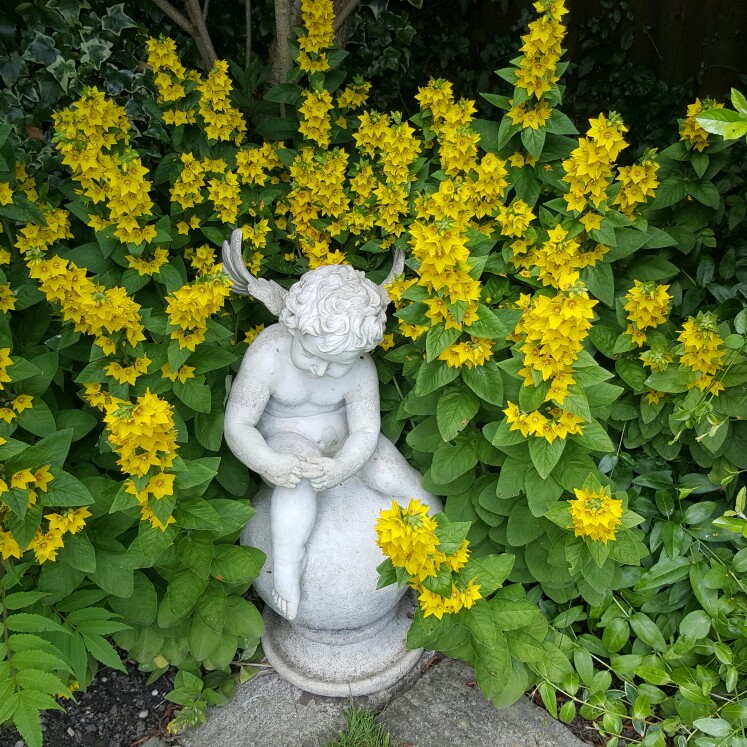 Pat's garden