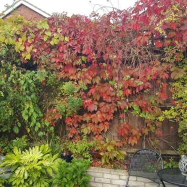 Pat's garden
