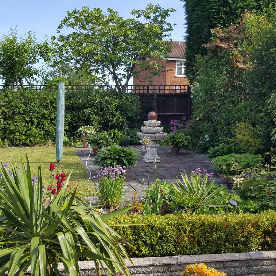 Pat's garden