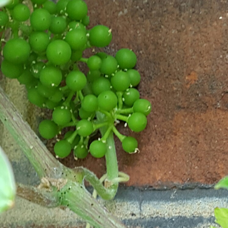 Trisha's garden