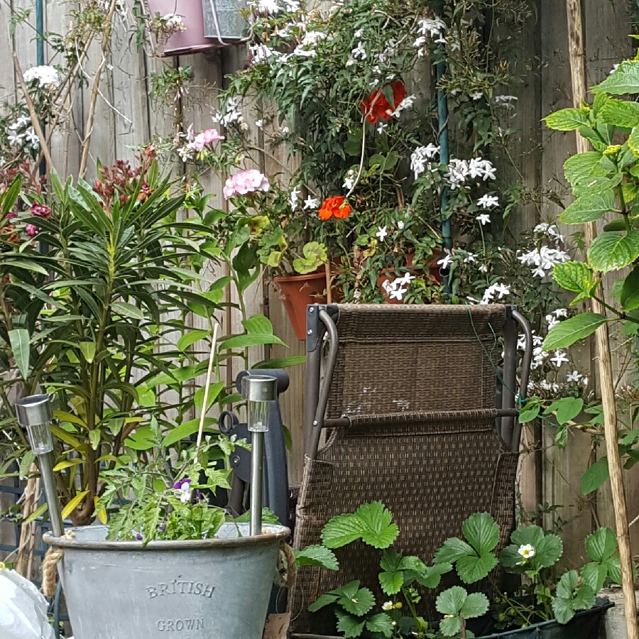 Trisha's garden