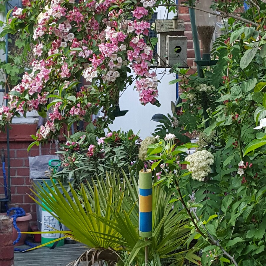 Weigela 'Venusta'