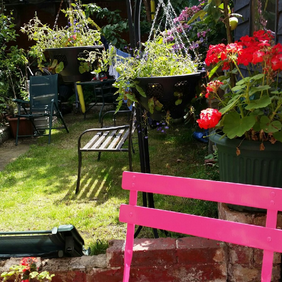 Trisha's garden