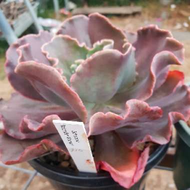 Echeveria 'Wonder Woman'