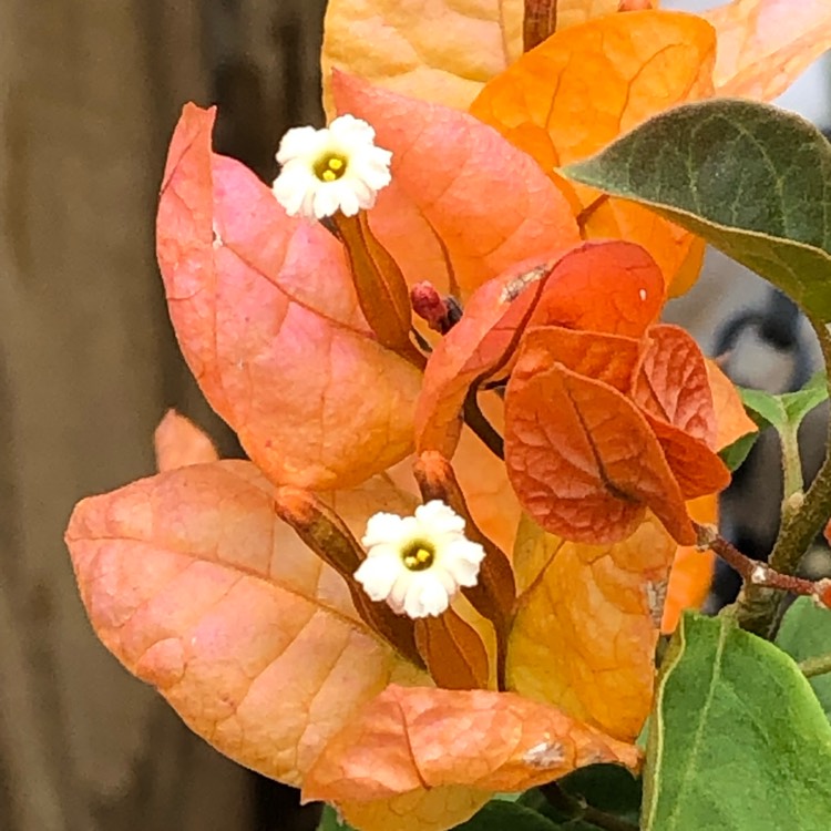 plant image 1047526