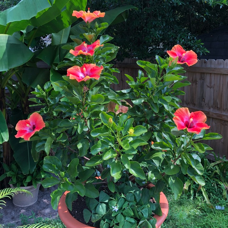 plant image 868996