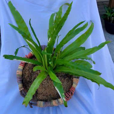 Asplenium antiquum 'Victoria'