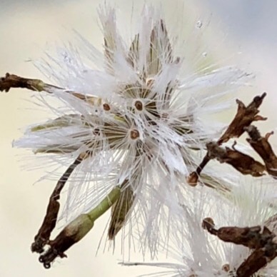 Plant image Senecio kleiniiformis