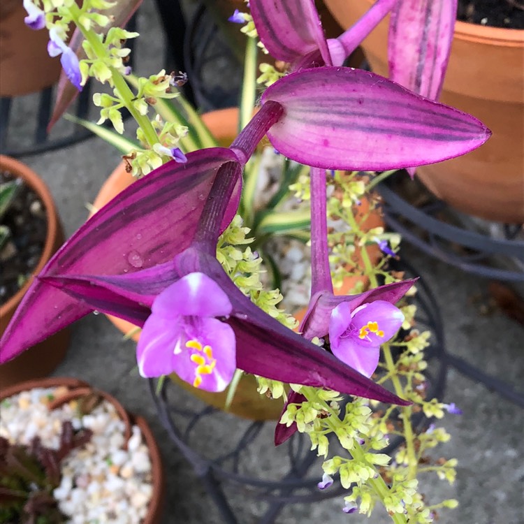 plant image 886867 plant image 886867