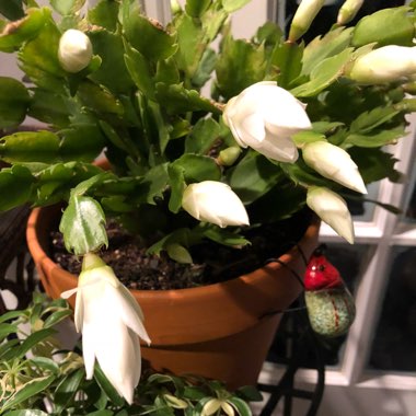 Schlumbergera truncata