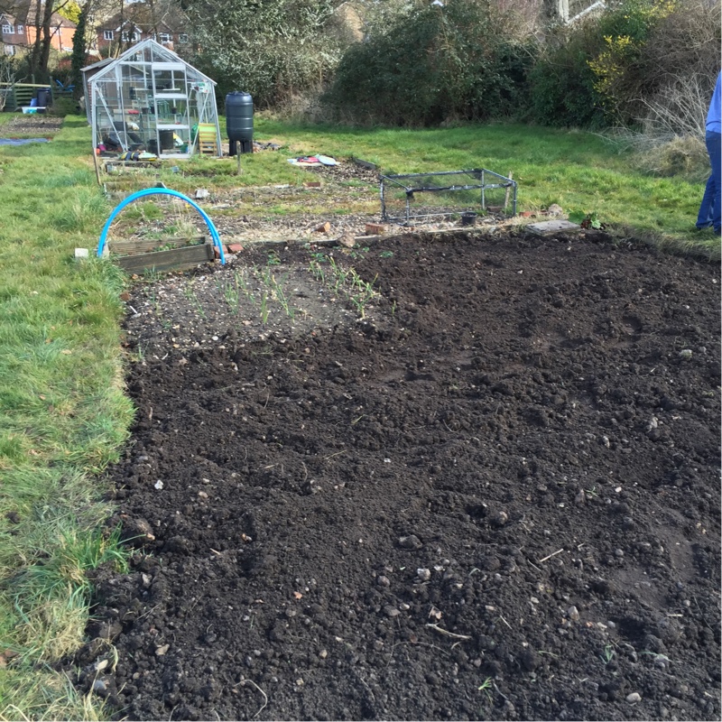 Tom's garden
