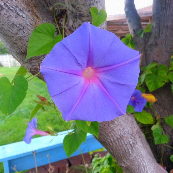 Plant image Convolvulus Tricolor 'Blue Ensign'