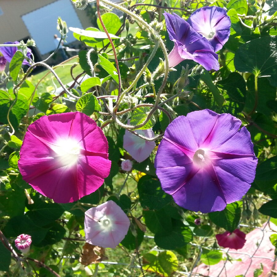 plant image 68016