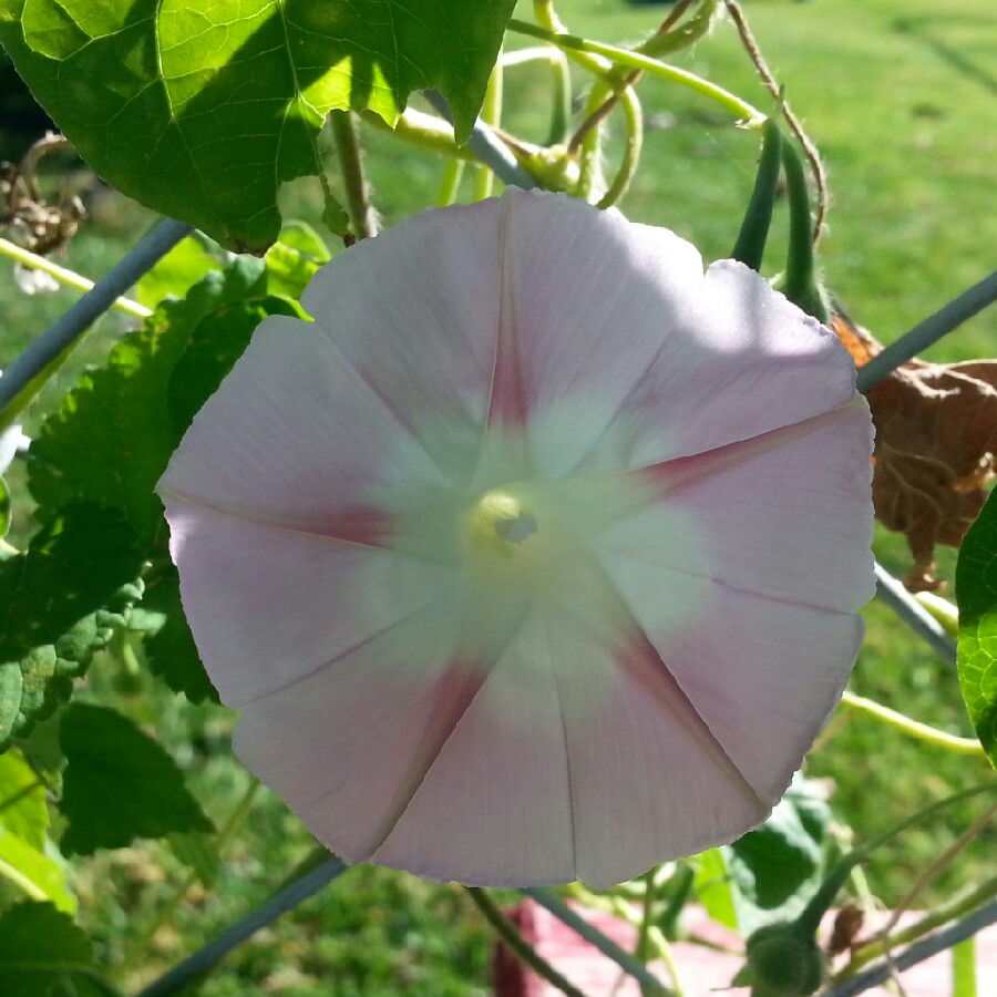 plant image 68019