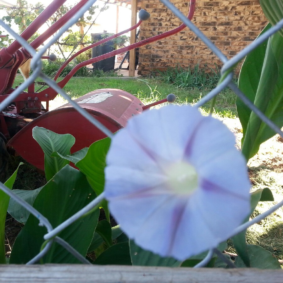 plant image 68021