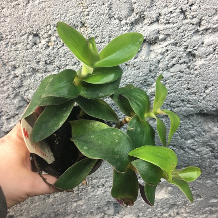 Plant image Tradescantia cerinthoides syn. Tradescantia blossfeldiana, Tradescantia 'Red Hill'