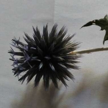 Echinops