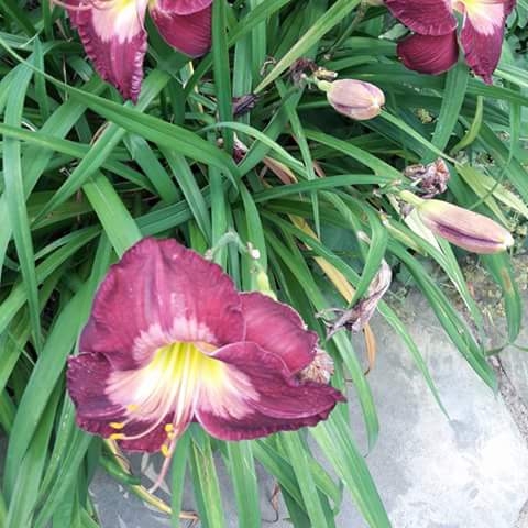 Plant image Hemerocallis 'Bela Lugosi'