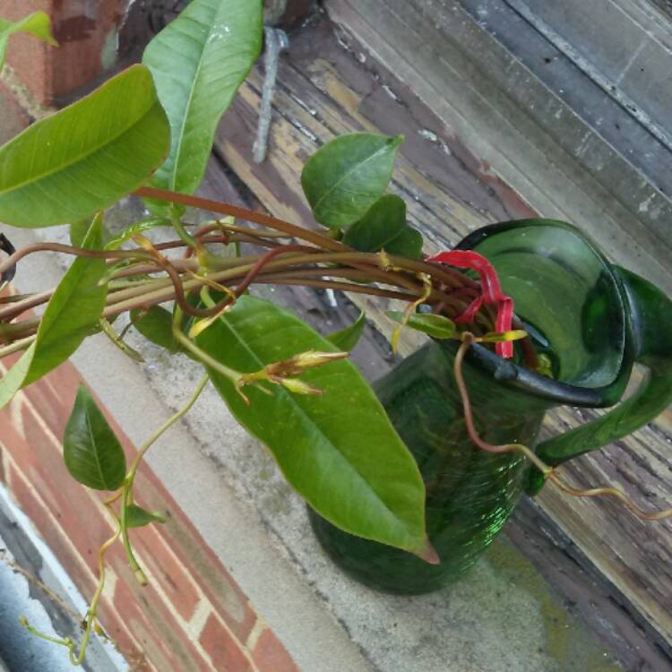 Plant image Mandevilla 'Sunmandecrim' syn. Mandevilla 'Sun Parasol Crimson', Mandevilla 'Sundaville Red'