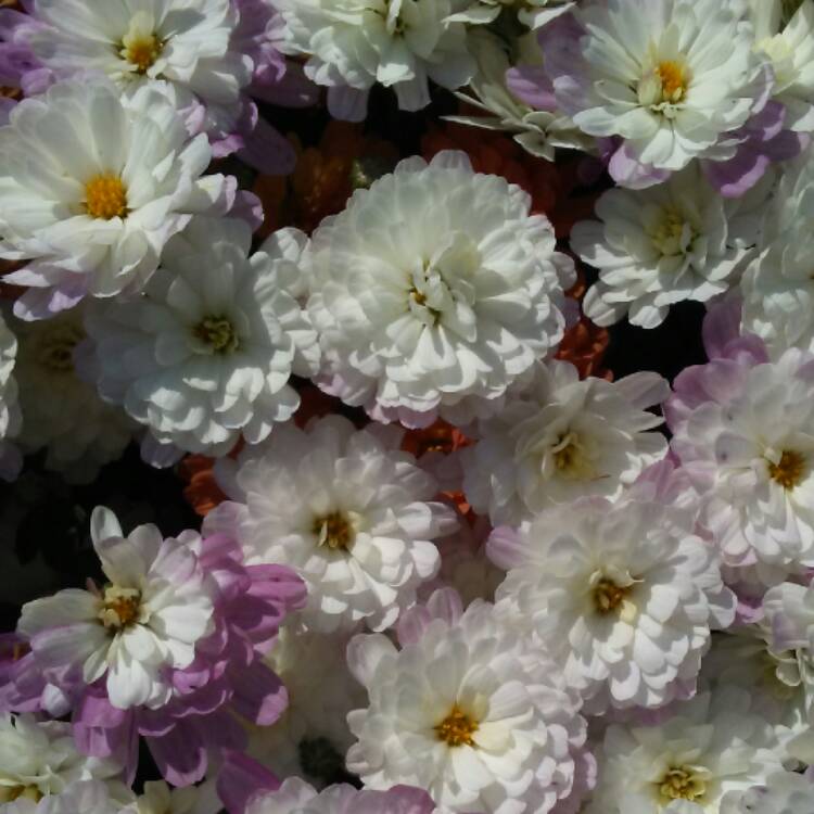 Plant image Prunus Mume Beni-Chidori