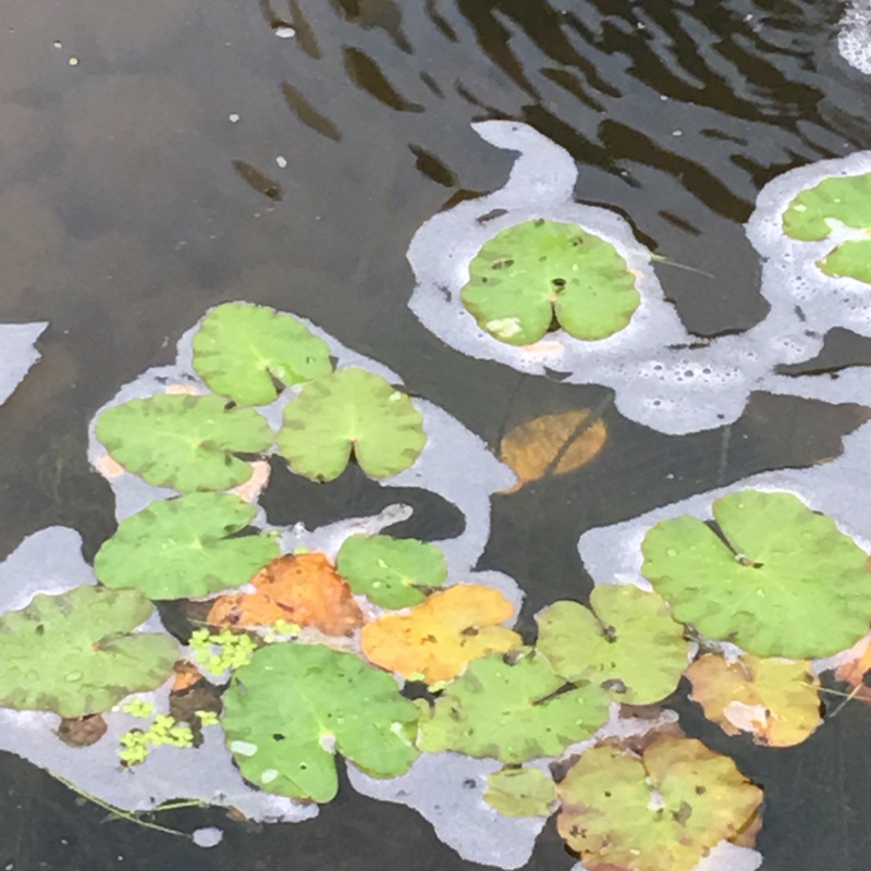 plant image 111446