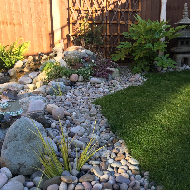 plant image 129540