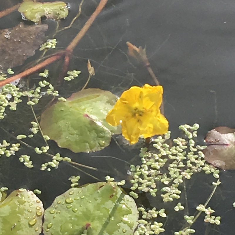 Plant image Nymphoides Peltata syn.Villarsia nymphoides peltata