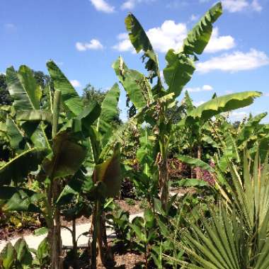 Banana