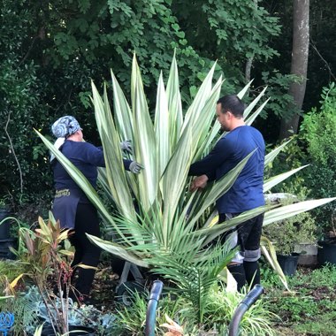 Agave
