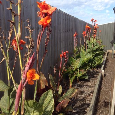 Canna 'Pretoria'