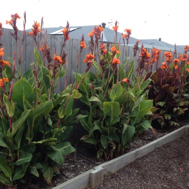 Canna 'Pretoria'