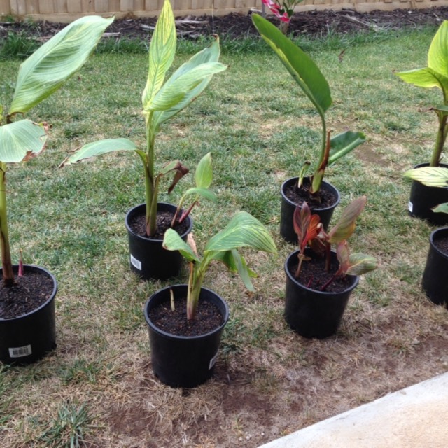 plant image 888778 plant image 888778