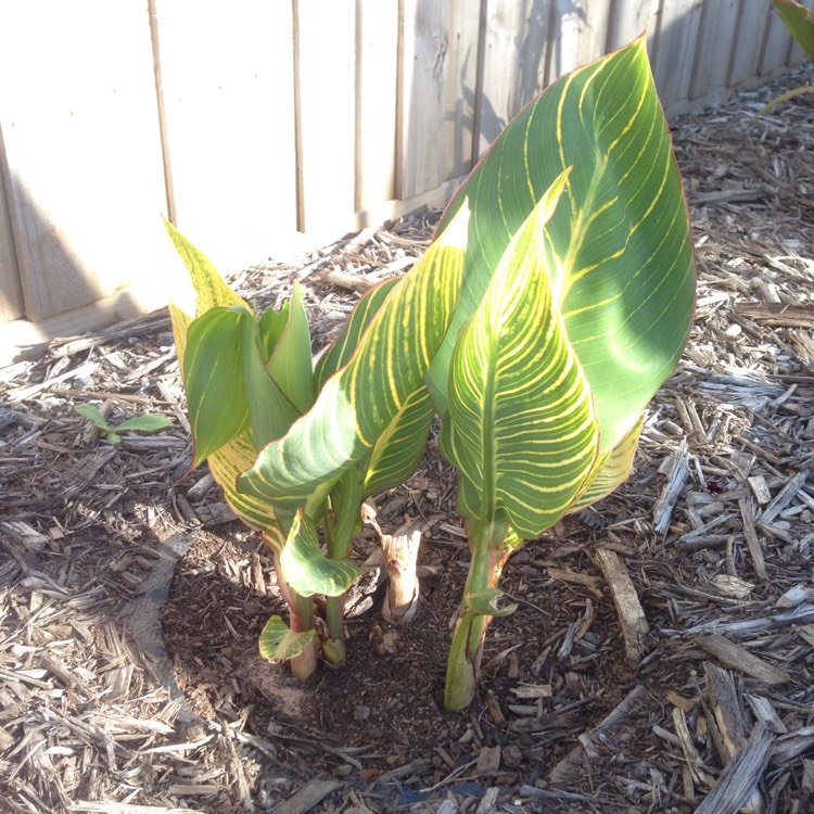 plant image 889523 plant image 889523