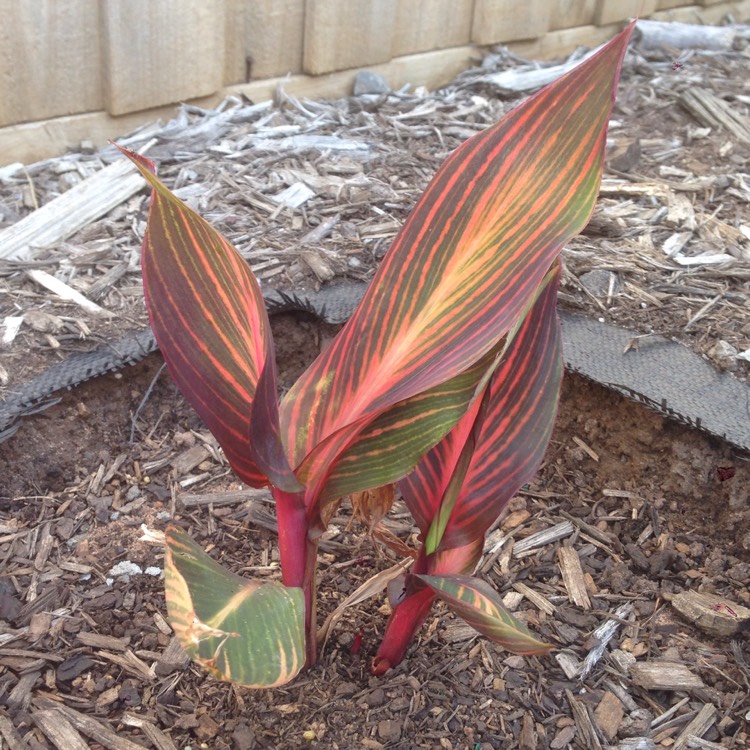 plant image 889524 plant image 889524