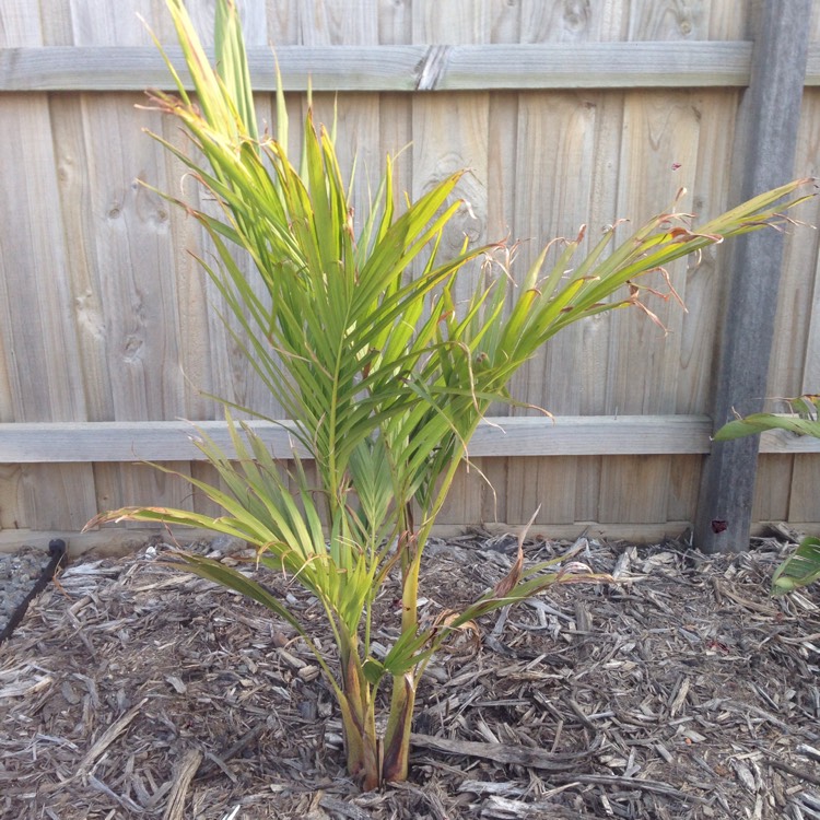 plant image 889532
