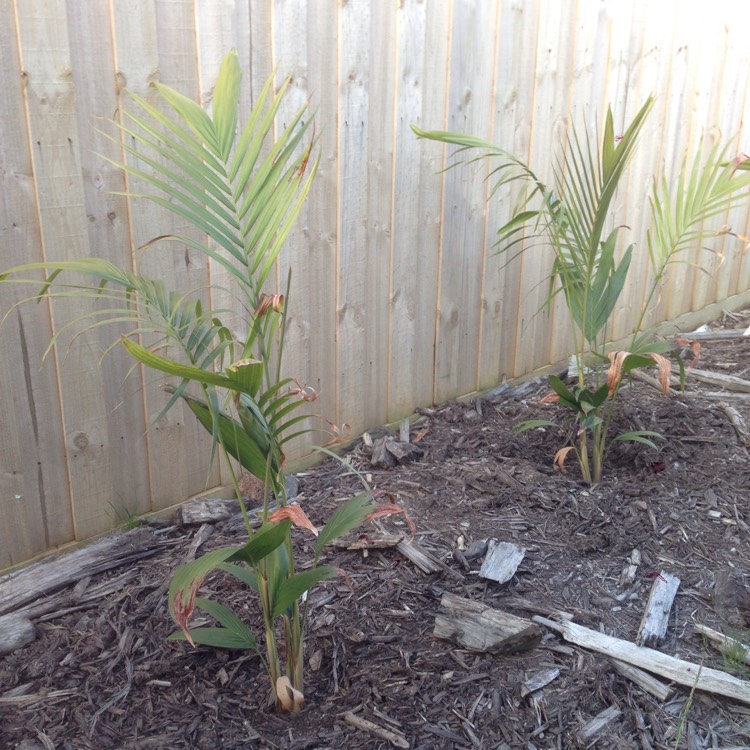 plant image 889534