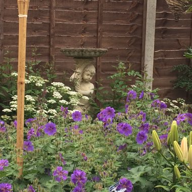 Charlotte's garden