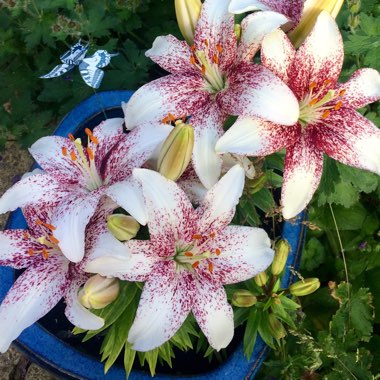 Lily (Asiatic)