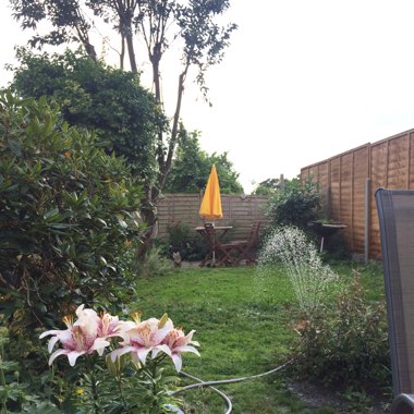Charlotte's garden